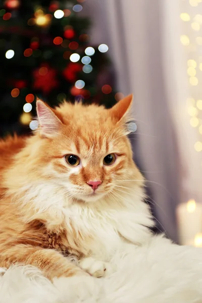 Amabile gatto rosso su sfondo luci — Foto Stock