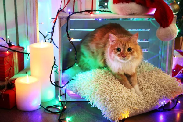 Gato rojo sobre almohada sin piso de madera y fondo de decoración de Navidad — Foto de Stock