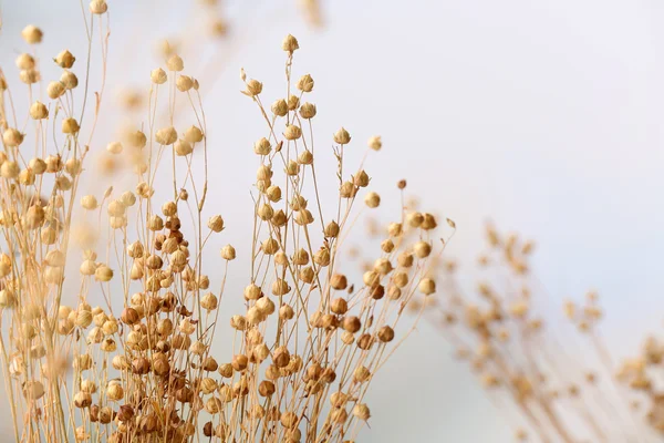 Dried wildflowers on light background — Stock Photo, Image