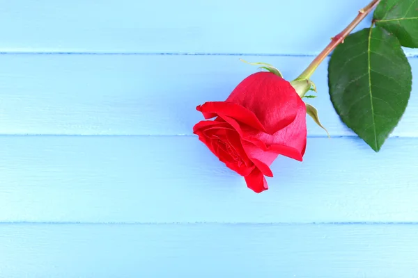 Hermosa rosa roja sobre fondo tablones de madera de color —  Fotos de Stock