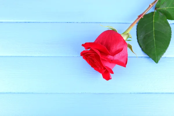 Rosa vermelha bonita na cor pranchas de madeira fundo — Fotografia de Stock