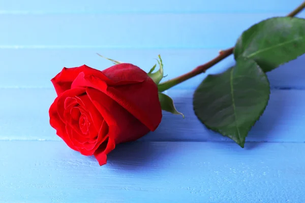 Красива червона троянда на фоні кольорових дерев'яних дощок — стокове фото