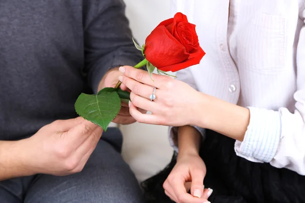 Руки закоханих у червону троянду крупним планом — стокове фото