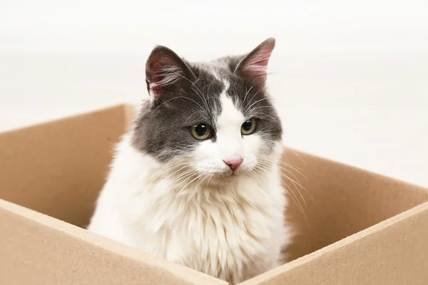 Cute cat sitting in cardboard box — Stock Photo, Image
