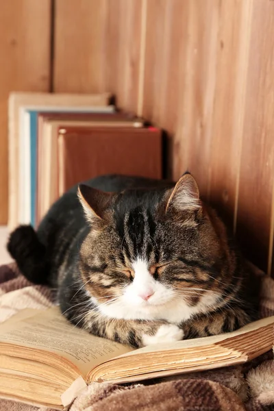 Niedliche Katze liegt mit Buch auf Plaid — Stockfoto