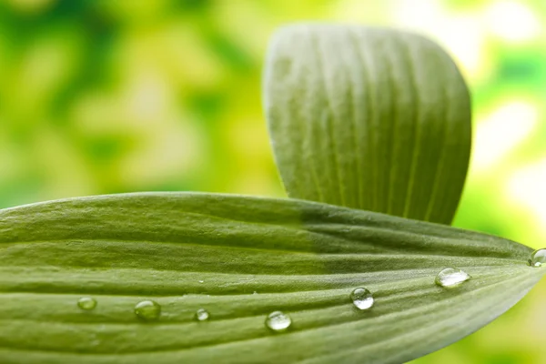 Dew drops on leaves on blurred bright background — Stock Photo, Image