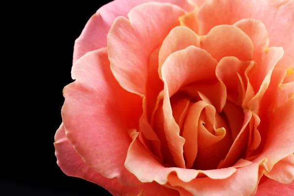 Schöne orangefarbene Rose aus nächster Nähe — Stockfoto