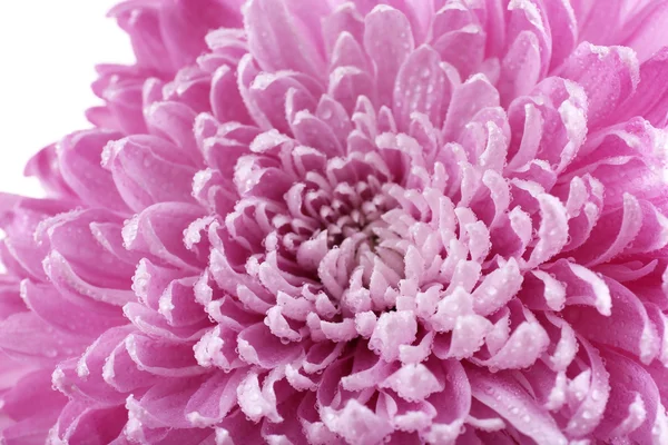 Beautiful chrysanthemum close-up — Stock Photo, Image