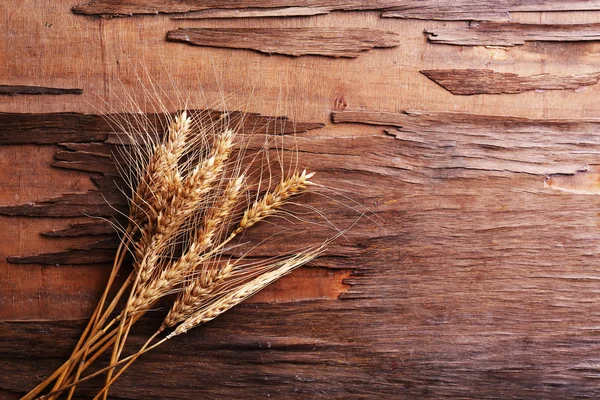 小穗的小麦 — 图库照片