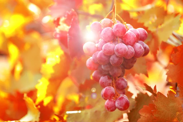 Горсть спелого винограда — стоковое фото