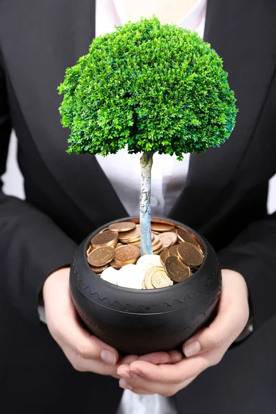 Tree in pot with coins — Stock Photo, Image