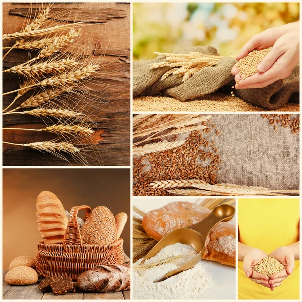 Tarwe en brood collage — Stockfoto