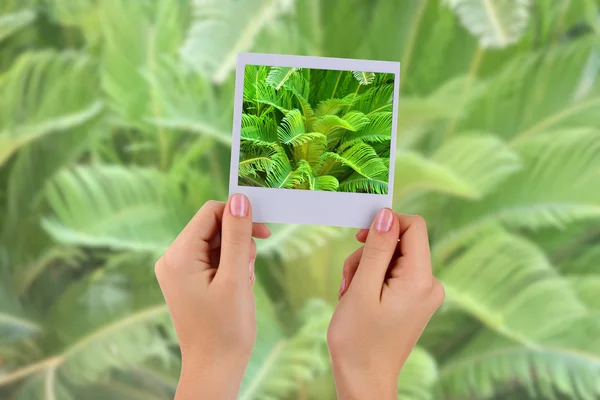 Fotokort i händer på palm lämnar bakgrund — Stockfoto
