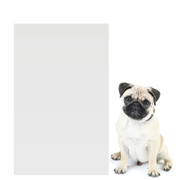 Mops mit Platz für Text — Stockfoto