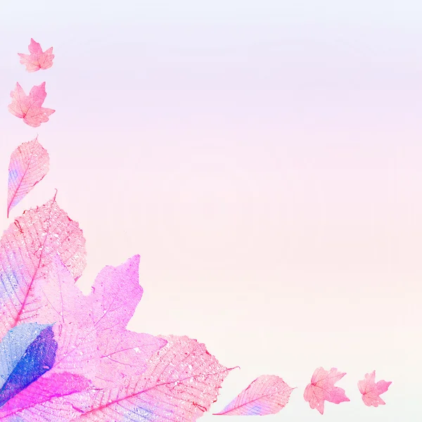 Zarte farbige Blätter in Form eines Rahmens mit Platz für Ihren Text — Stockfoto