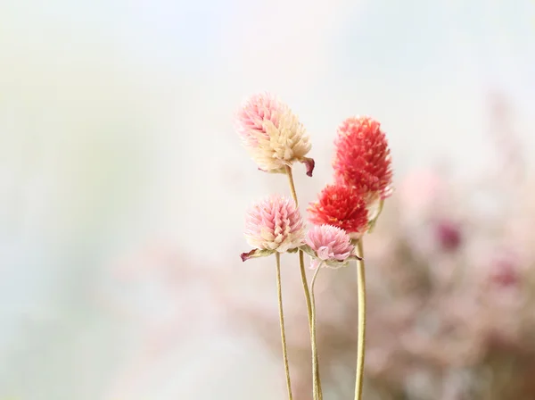 Parlak arka plan üzerinde güzel kuru çiçekler — Stok fotoğraf