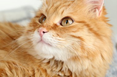 Kırmızı kedi sıcak ekose üzerinde