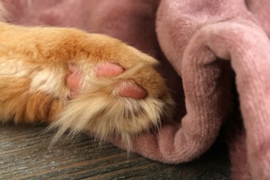 Kırmızı kedi sıcak ekose üzerinde