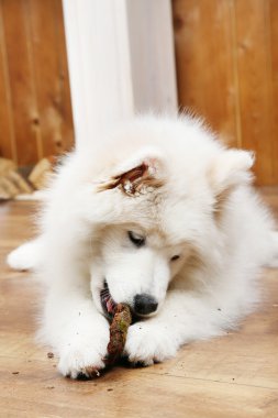 Yakacak odun çiğneme Samoyed köpek