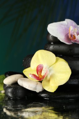Orkide çiçekleri ve çakıl taşları
