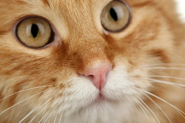 Retrato de gato rojo — Foto de Stock