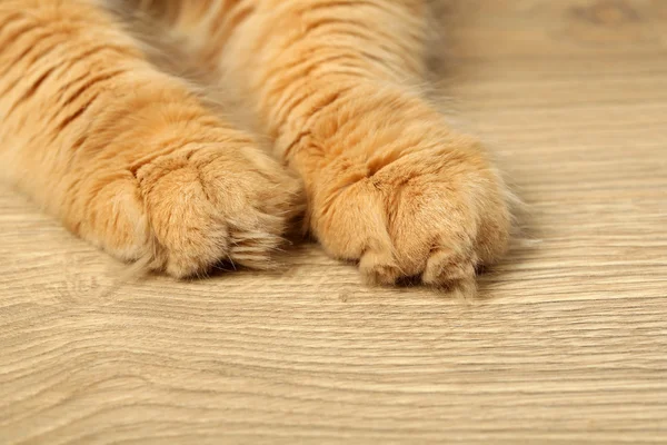 붉은 고양이 의발 — 스톡 사진