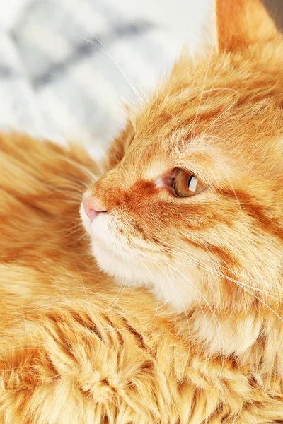 Красная кошка на теплой клетке — стоковое фото