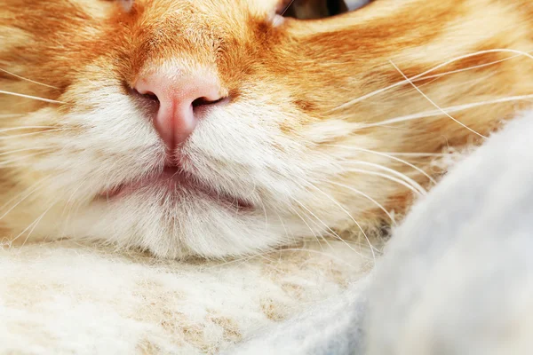 Gato vermelho em xadrez quente — Fotografia de Stock