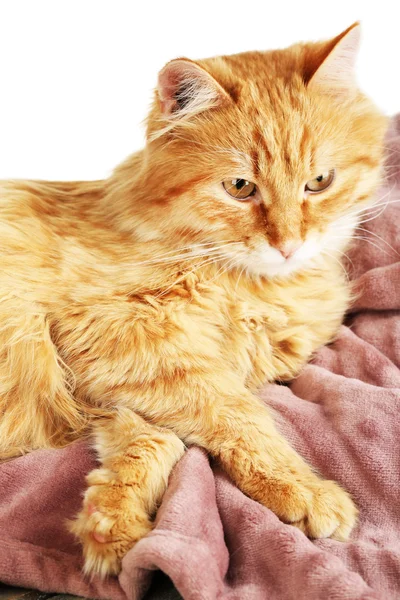 温かみのあるチェック柄の赤猫 — ストック写真