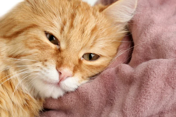 Rote Katze auf warmem kariertem Hintergrund — Stockfoto