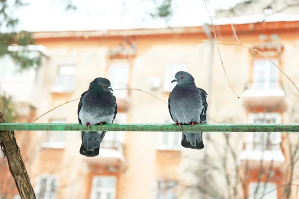 Two doves on crossbar on house and sky background — Stock Photo, Image