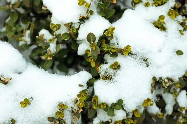 Bush cubierto de nieve, vista de cerca —  Fotos de Stock