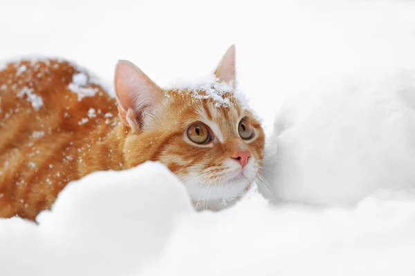 Cat Ginger na sněhu — Stock fotografie