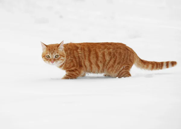 Red cat walking over snow — Stock Photo, Image