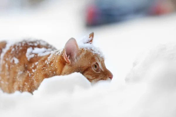 Cat Ginger na sněhu — Stock fotografie