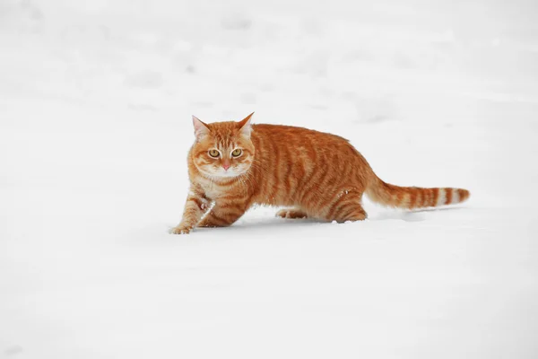 Rote Katze läuft über Schnee — Stockfoto