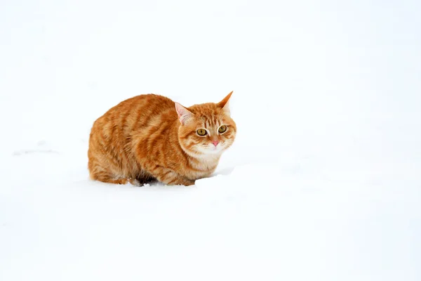 Ginger cat on snow — Stock Photo, Image