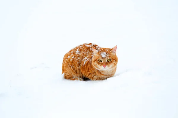 Gato de gengibre na neve — Fotografia de Stock