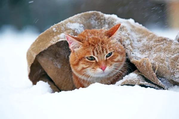 Red cat wrapped in blanket — Stock Photo, Image