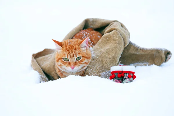 Cute red cat on snow — Stock Photo, Image