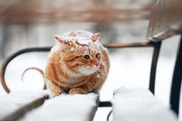 Cat on bench in park — Stock Photo, Image