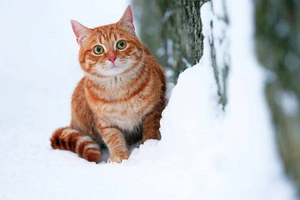 Červená kočka na bílém sněhu — Stock fotografie