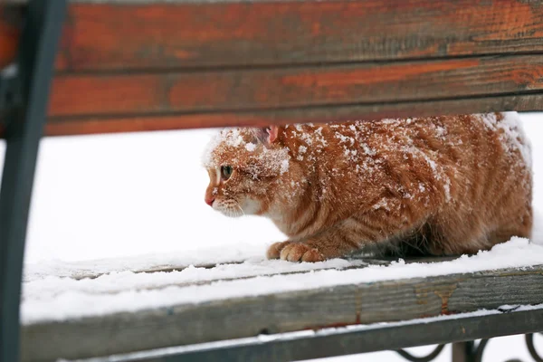 Red cat on bench — Stock Photo, Image