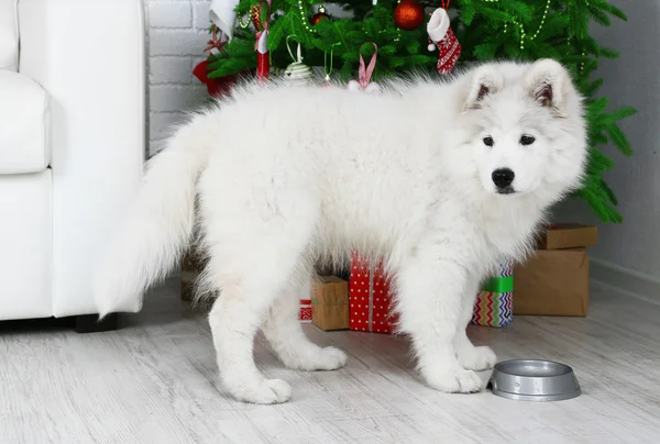 Samoyedo perro con cuenco de metal —  Fotos de Stock