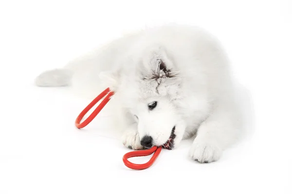 Samoyed dog with red leash — Stock Photo, Image