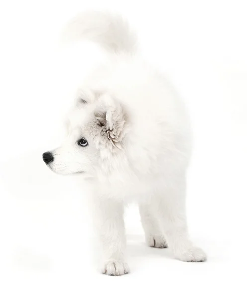 Friendly Samoyed dog — Stock Photo, Image