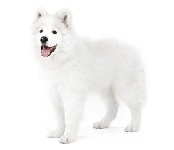 Φιλικό σκυλί Samoyed — Φωτογραφία Αρχείου