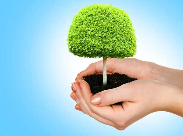 Small tree in hands on blue background — Stock Photo, Image