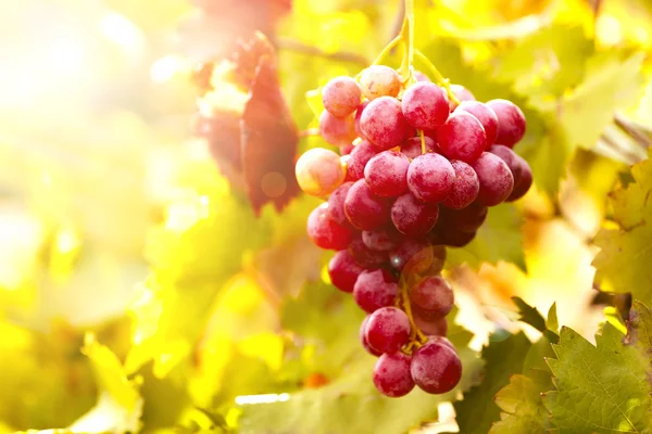 Des grappes de raisin mûr sur un gros plan de plantation — Photo