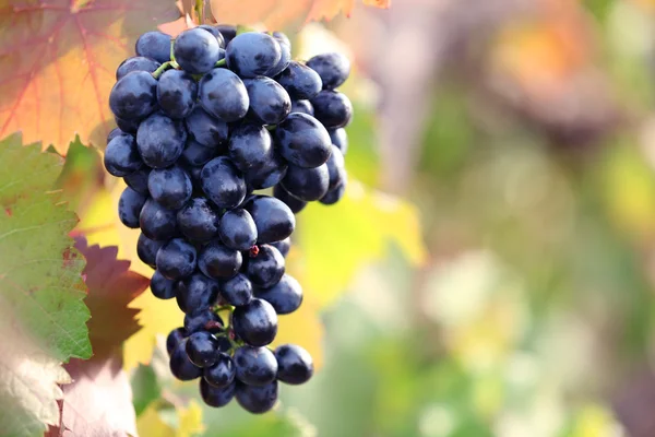 Bukiety z dojrzałych winogron na plantacji zbliżenie — Zdjęcie stockowe